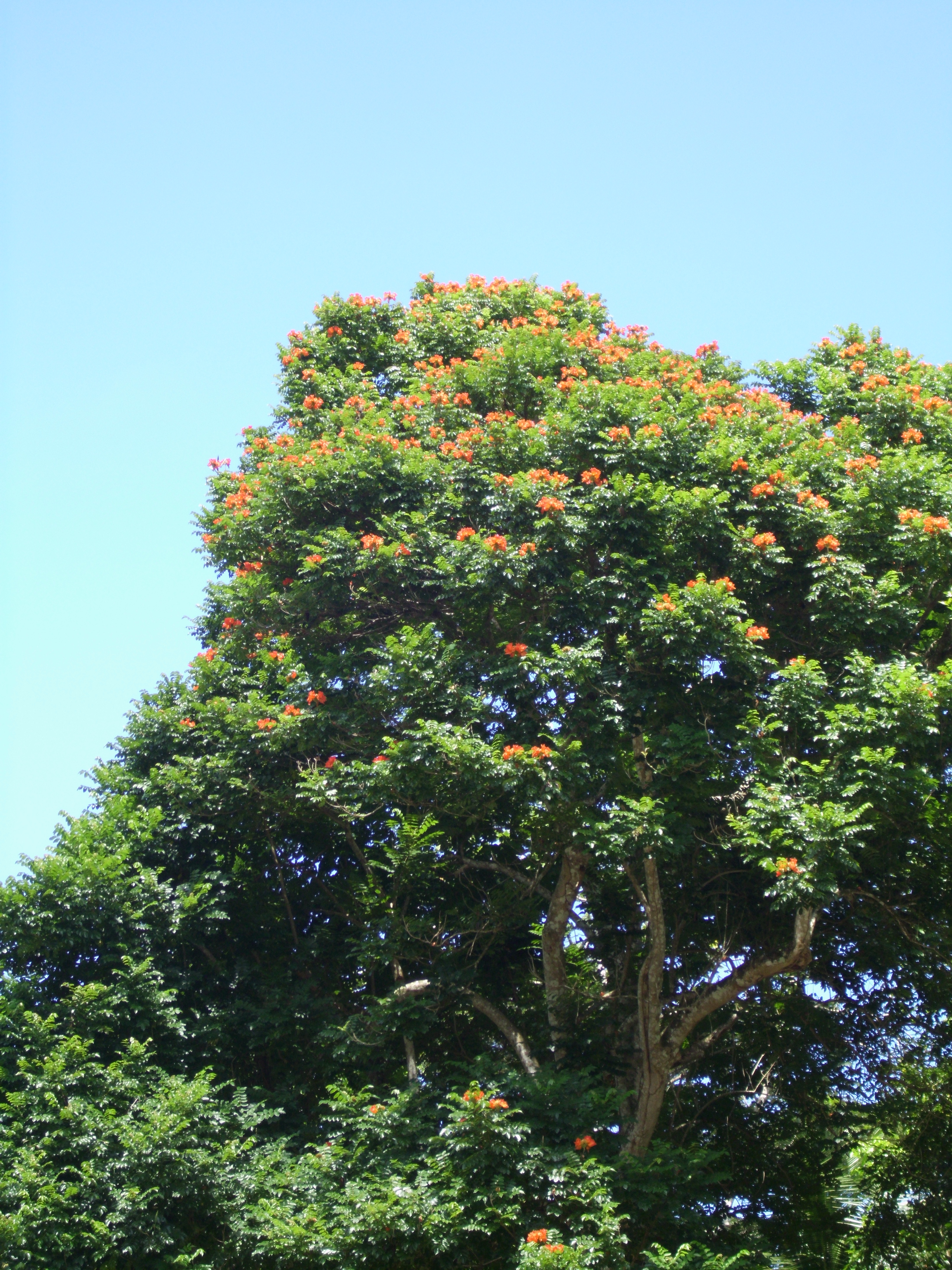 Flammenbaum auf Jamaika