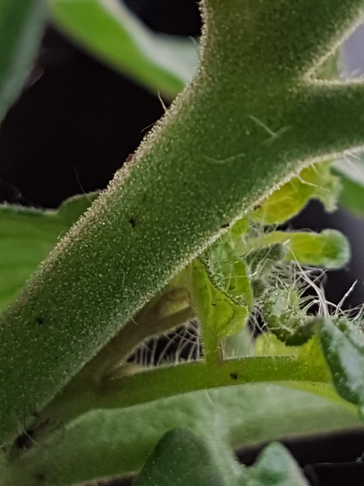Blattläuse an Tomatenpflanzen erfolgreich ohne Gift und Chemie bekämpfen